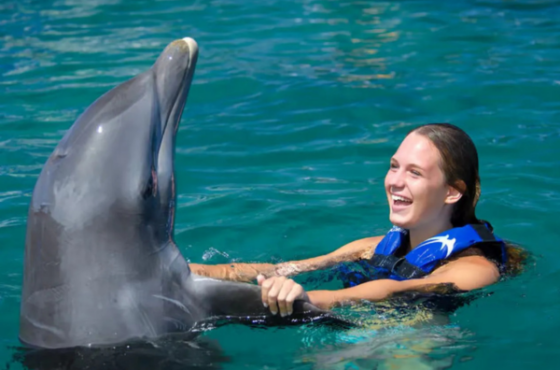 Dolphin Explorer