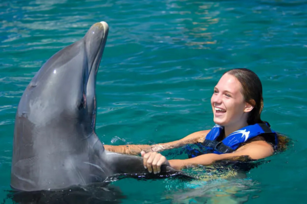 Dolphin Explorer